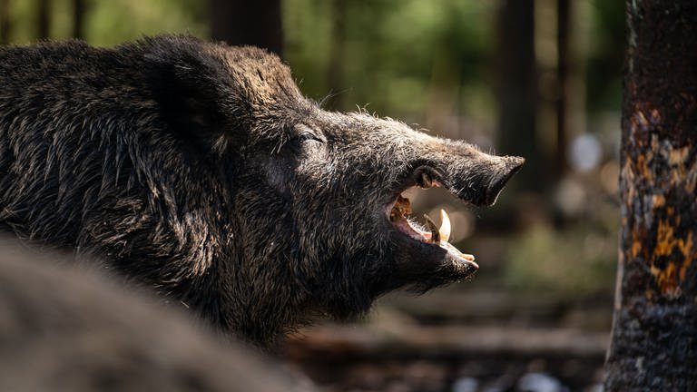 Ein Wildschwein hat zwei Frauen im Wald von Boppard bedroht. 