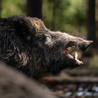 Ein Wildschwein hat zwei Frauen im Wald von Boppard bedroht. 