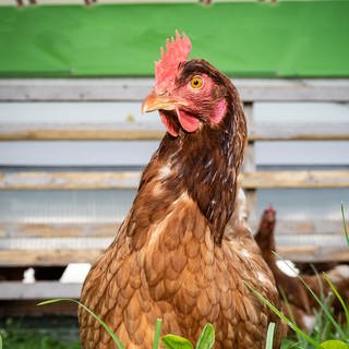 Vopgelgrippe im Kreis Altenkirchen augebrochen - Hühner mit Tierseuche infiziert