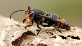 Eine einzelne Asiatische Hornisse wurde Ende Oktober im Kreis Cochem-Zell gesichtet. Experten gehen deshalb davon aus, dass es weitere Tiere in der Region gibt.