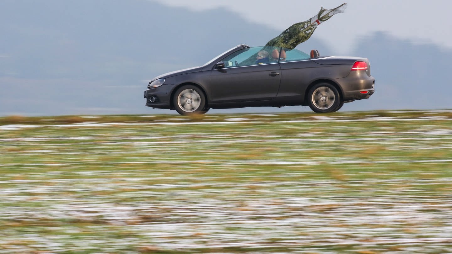 Eine Frau transportiert einen frisch gekauften Weihnachtsbaum in einem Cabrio mit offenem Verdeck.