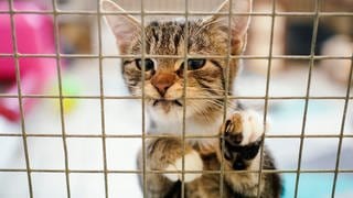 Eine Katze steht in einem Tierheim am Gitter ihres Käfigs. 