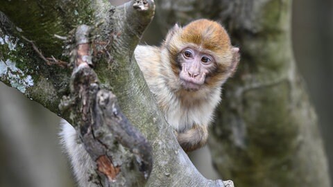 Berberaffe sitzt im Baum