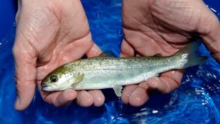 Eine Hand hält einen jungen atlantischen Lachs