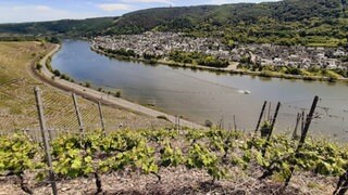 Steillagen der Mosel