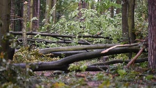 Umgekippte Bäume im Wald.