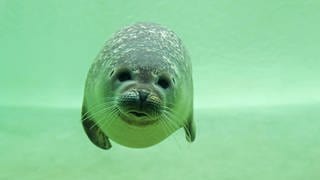 Ein Seehund schwimmt in grünlichem Wasser. Die Seehunde im Zoo Neuwied bekommen eine neue Anlage 