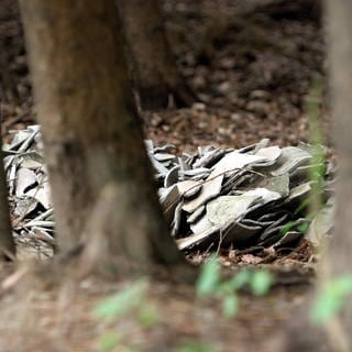 Sondermüll -  Asbest im Wald -Symbolfoto