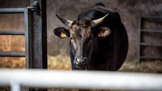 Eine Landwirtin aus dem Rhein-Lahn-Kreis will, dass ihre Kühe sterben ohne zu leiden. Die Kreisverwaltung will das auch. Uneinigkeit gibt es darüber, wie das erreicht werden kann.