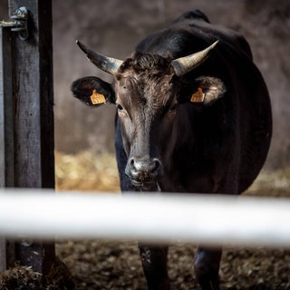 Eine Landwirtin aus dem Rhein-Lahn-Kreis will, dass ihre Kühe sterben ohne zu leiden. Die Kreisverwaltung will das auch. Uneinigkeit gibt es darüber, wie das erreicht werden kann.