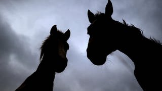 In Eitelborn im Westerwald sind zwei Pferde erschossen worden.