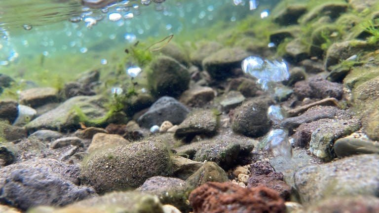 eine Unterwasseraufnahme zeigt den Grund des Sees aus dem Blasen aufsteigen.