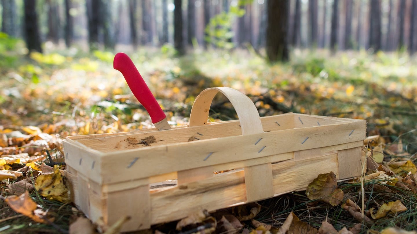 Pilze samneln im Wald