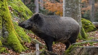 Wildschwein vor Felsen im Wald