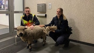 Ein ausgebüxtes Schaf steht mit zwei Polizeibeamten vor der Dienststelle in Betzdorf, wo es übernachtet hat.