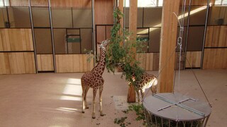 Giraffen im Tierpark Bell futtern 