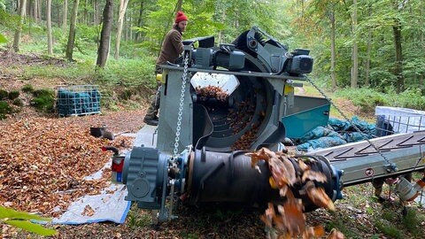 Im Buchenwald nahe der Burg Eltz werden Bucheckern geerntet und in einer Siebmühle vor Ort sortiert und gereinigt.