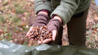 Im Buchenwald nahe der Burg Eltz werden Bucheckern geerntet.