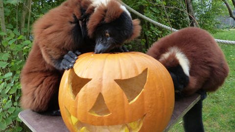 Der Zoo Neuwied schmückt sich zu Halloween mit Kürbislaternen und Co. und hat ein spezielles Halloween-Programm für Klein und Groß.