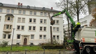 In Koblenz werden die ersten Bäume in der Südallee gefällt. Dagegen hatten Anwohner protestiert. 