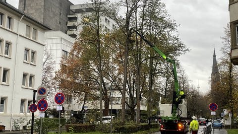 In Koblenz werden die ersten Bäume in der Südallee gefällt. Dagegen hatten Anwohner protestiert. 