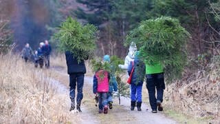 Familie trägt geschlagene Weihnachtsbäume im Wald
