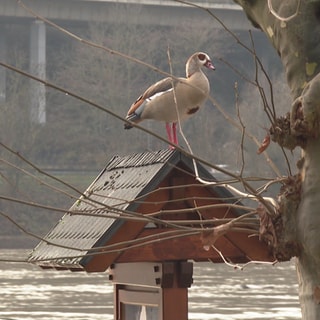 Vogel auf Vogelhäuschen im überschwemmten Rhein