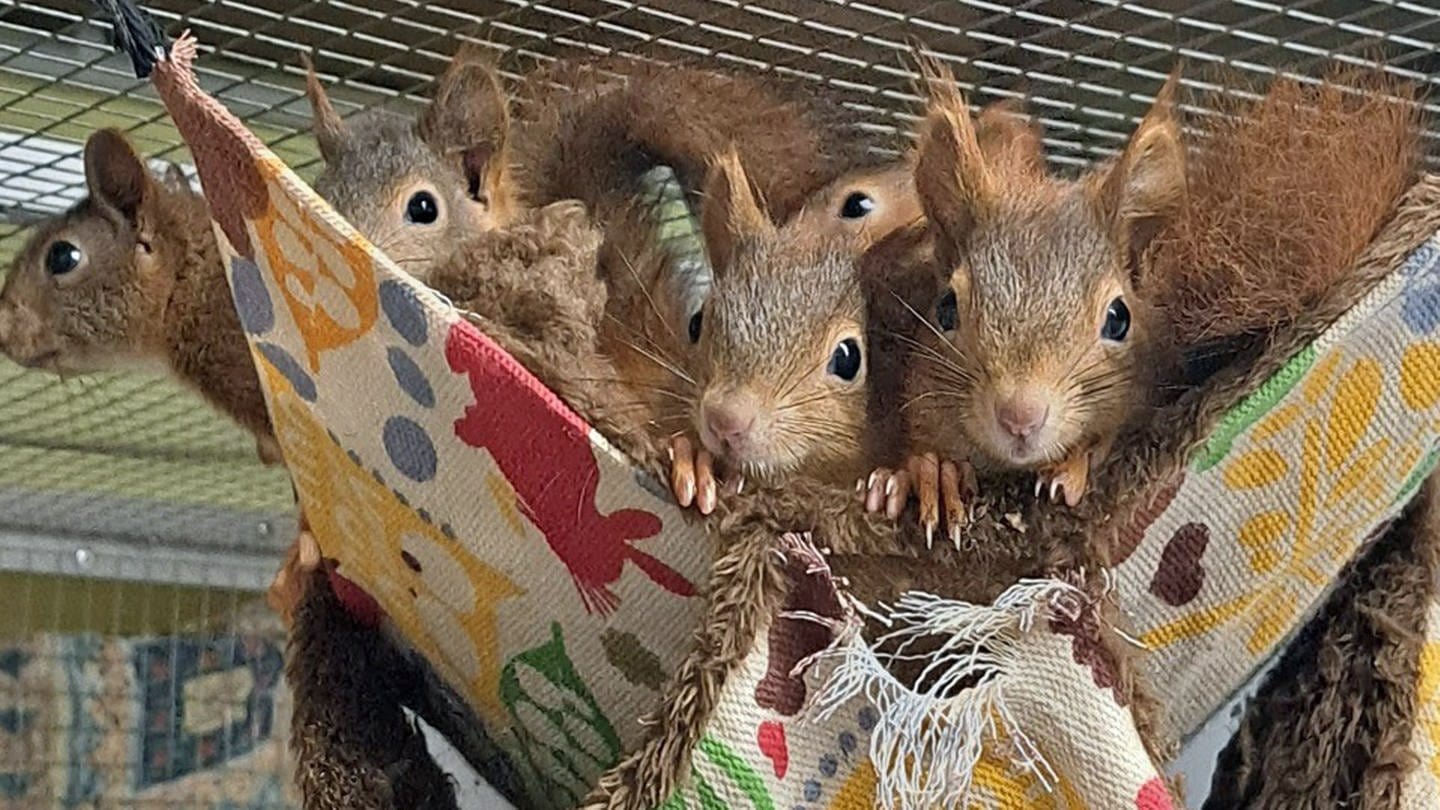 Mehrere kleine Eichhörnchen hängen in einer Schauckel aus Segeltuch: Die Wildtierauffangstation in Kirchwald gehört zu den Gewinnern des Tierschutzpreises in Rheinland-Pfalz