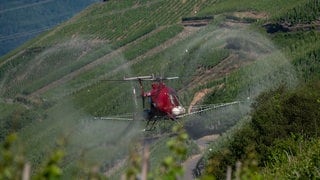 Steillagen-Winzer dürfen an der Mosel trotz Apollofalter mit Hubschrauber spritzen