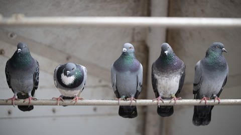 Tauben sitzen auf einer Stange
