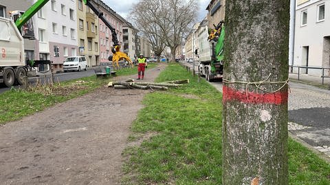 Ein Arbeiter steht vor gefällten Bäumen auf der Südallee in Koblenz und ein Lkw sammelt sie ein