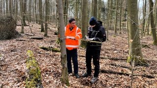 Asylbewerber arbeiten in einem Forstprojekt im Wald der VG Hachenburg.