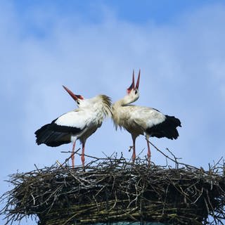Zwei Störche in ihrem Nest 