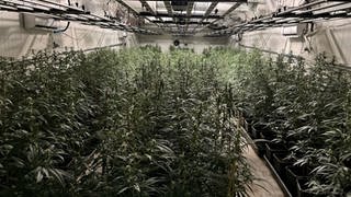 Indoor Cannabis-Plantage mit tausenden Marihuanapflanzen. Bei einer Razzia in Nordrhein-Westfalen und im Kreis Neuwied beschlagnahmt die Polizei tausende von Marihuanapflanzen. 