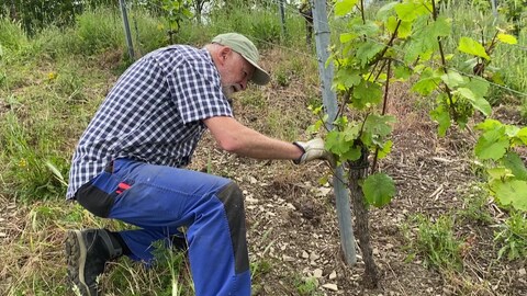 Peter Kuckhoff sitzt in Arbeitskleidung im Weinberg und bearbeitet eine Weinrebe