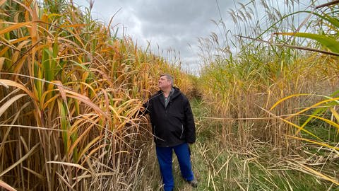 Bauer Gerd Möhren in seinem Feld mit Chinaschilf