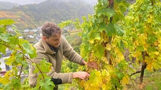 Winzer aus Mayschoß schneidet Trauben im Weinberg, er freut sich über die Unterstützung der Feuerwehrleute aus der Pfalz. 