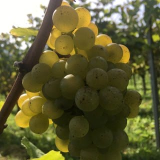 Helle Weintrauben im Weinberg kurz vor der Lese