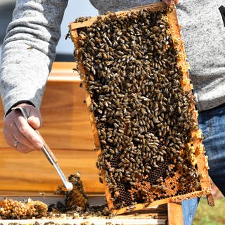 Bienen liefern in der Verbandsgemeinde Pellenz Daten über das Wetter.