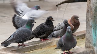 Tauben sitzen an einer Wasserstelle in einer Innenstadt
