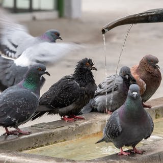 Tauben sitzen an einer Wasserstelle in einer Innenstadt