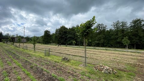 Ein Blick auf die Agroforst-Versuchsfläche des Biohofs in Dickendorf.