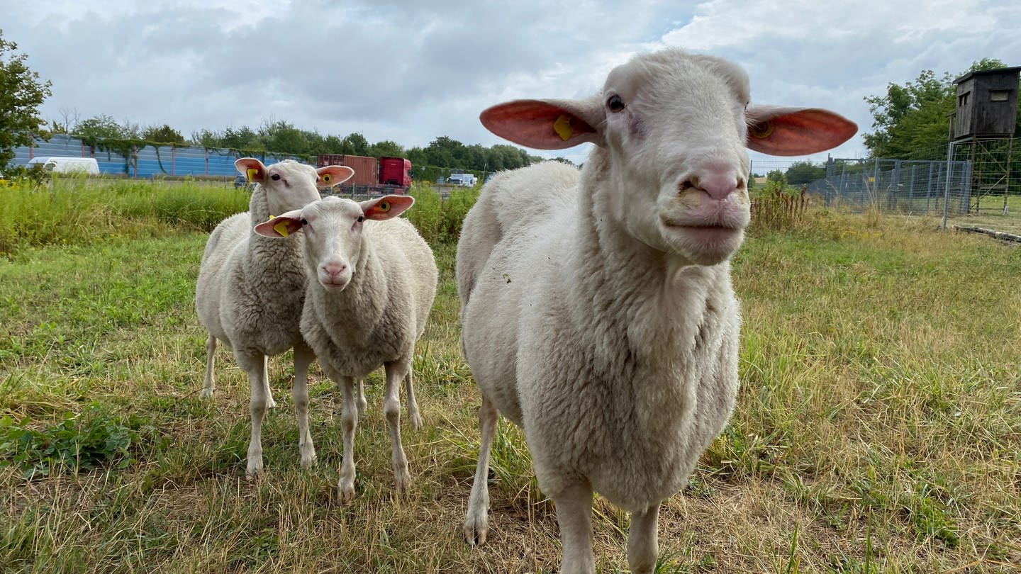 Sujetbild: Schafe auf einer Wiese | Tierschützer erheben Vorwürfe gegen einen Schäfer aus dem Kreis Neuwied. Er soll Tiere illegal geschlachtet haben, so die Kritik.