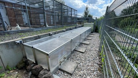 Sechs Freilandterrarien wurden im Zoo Neuwied für die Würfelnatter-Zucht gebaut.