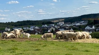 Mehrere Rinder stehen auf der Weide. Im Hintergrund ist die Stadt Nastätten. In Nastätten muss ein Rinderhalter seine Tiere abgeben, weil sie immer wieder ausgebrochen sind und auf das Gelände eines Segelsportvereins grasten. 