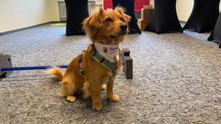 Ein kleiner rotbrauner Hund sitzt vor einer Reihe von Tischen. Im Landesbibliothekszentrum Koblenz können Studierende in Sitzungen mit einem pädagogischen Begleithund Stress abbauen und Entspannung finden.