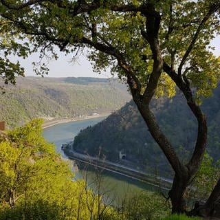 Ein Blick vom Loreley-Plateau ins Mittelrheintal, ein Baum im Vordergrund