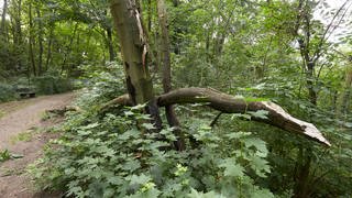 Abgebrochene Äste liegen auf dem Wanderweg Rheinsteig - der Klimawandel macht den Bäumen zu schaffen.