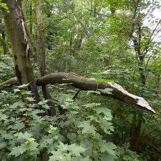 Abgebrochene Äste liegen auf dem Wanderweg Rheinsteig - der Klimawandel macht den Bäumen zu schaffen.