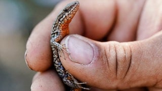 Mauereidechse in einer Hand